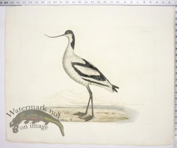 Scooping Avocet